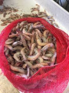 pink gulf shrimp